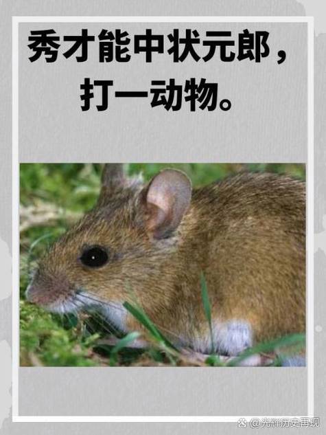先打一生肖动物-先代表什么生肖动物