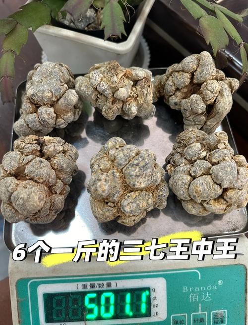 三七出特今期来打一准确数字的简单介绍