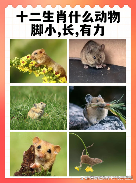 “可见低洼四地区”打一动物生肖-可见低洼四地区,一阴一阳好发财猜是什么生肖