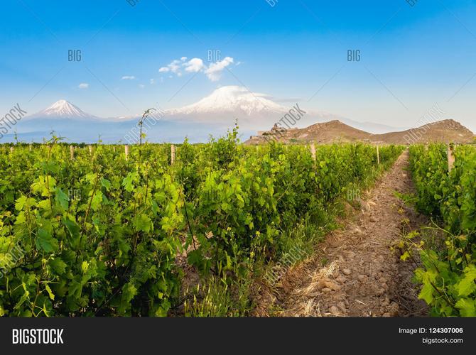 grape-grape valley