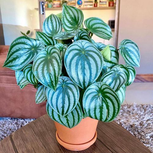 peperomia-peperomia是什么植物