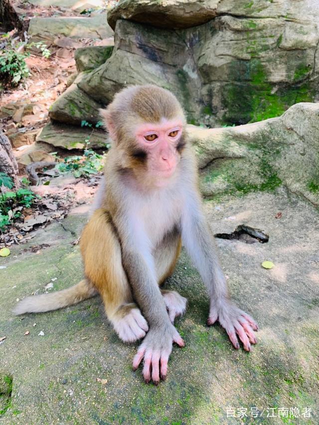 花果山电报猴台词_花果山电报员搞笑视频