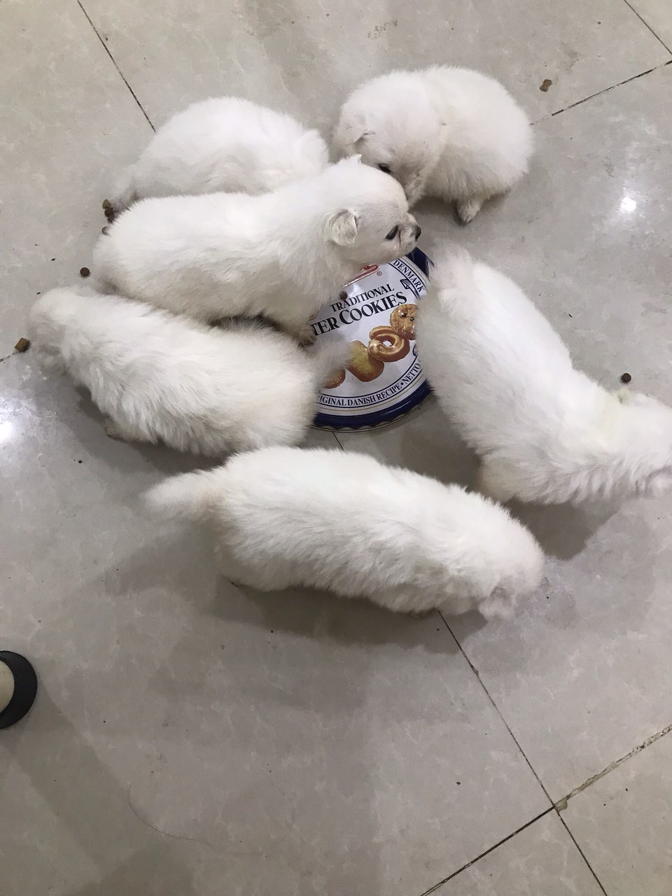 狐狸能卖吗_狐狸可以卖吗