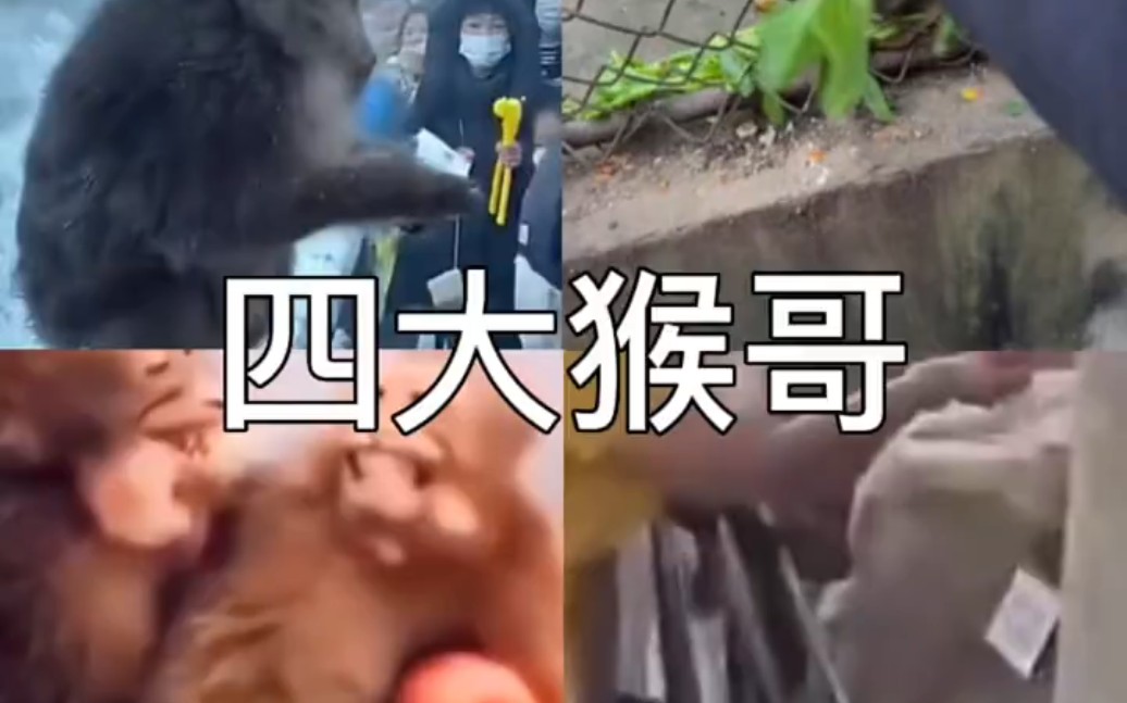 电报猴录音_电报猴录音抖音