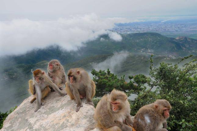 花果山电报猴消音视频_花 果 山 电 报 员