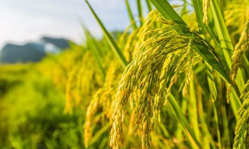 关于电报码是四角号码吗的信息