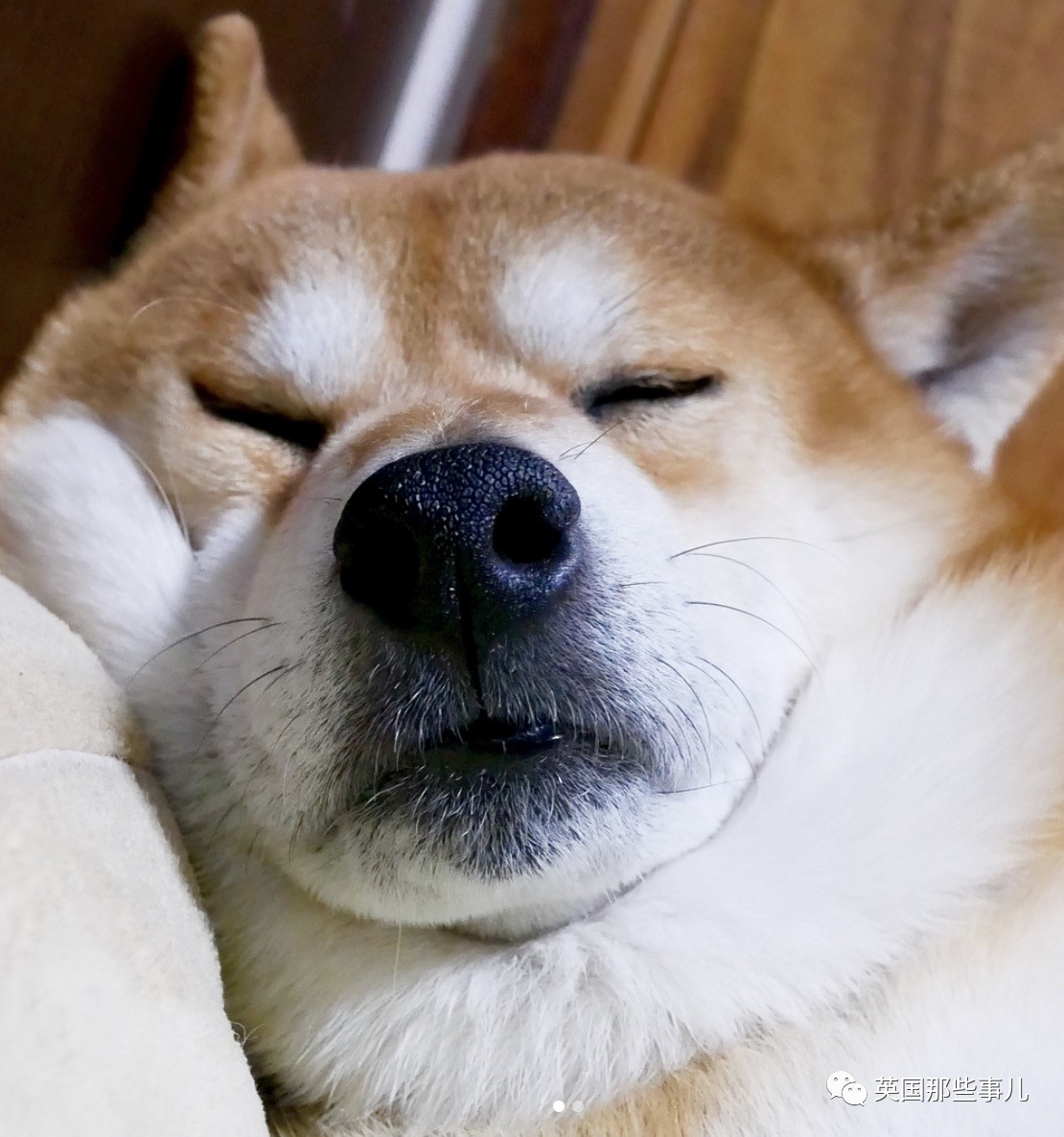 shibainu_shibainuchan