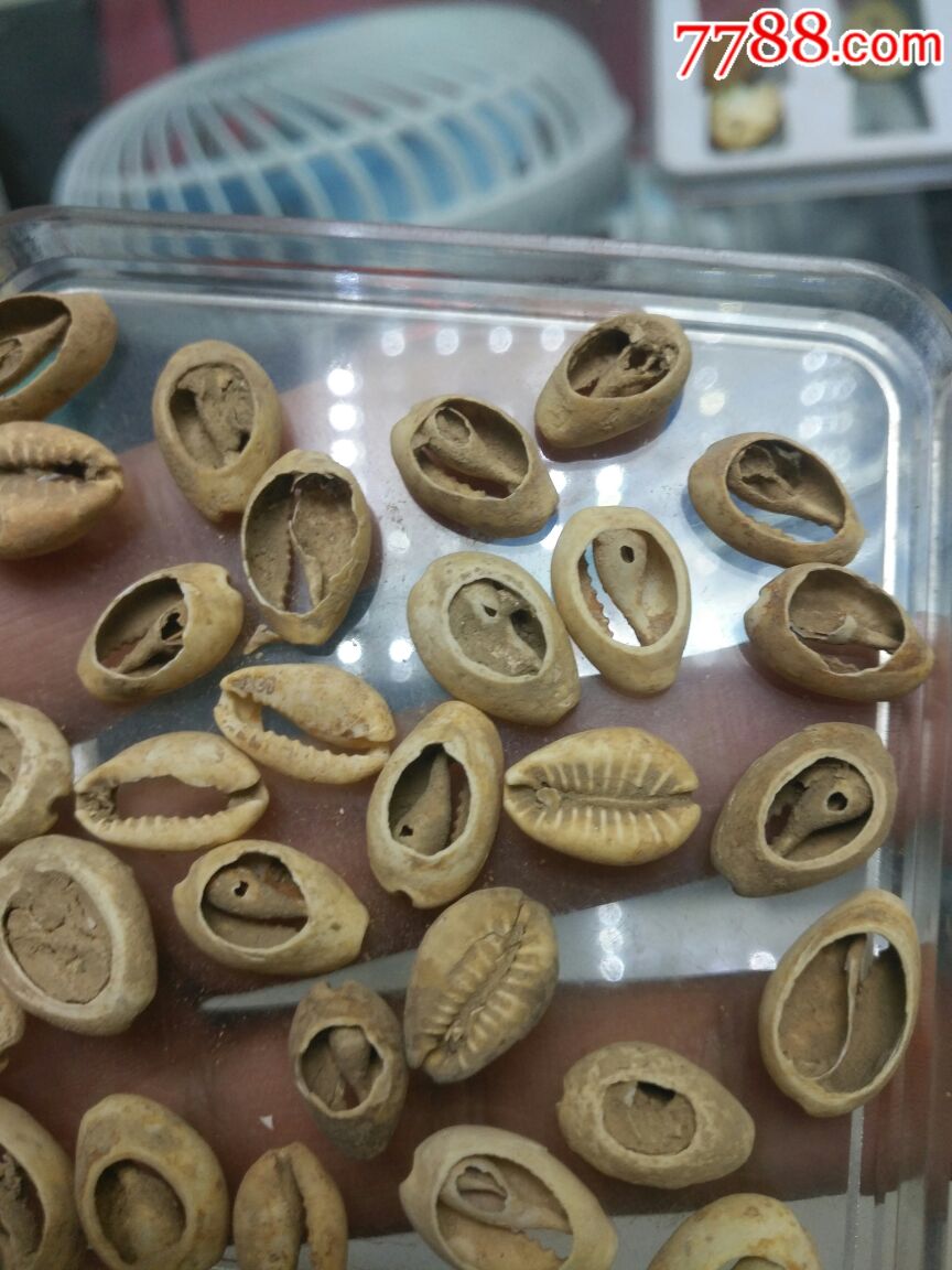 贝壳币_贝壳币值多少钱