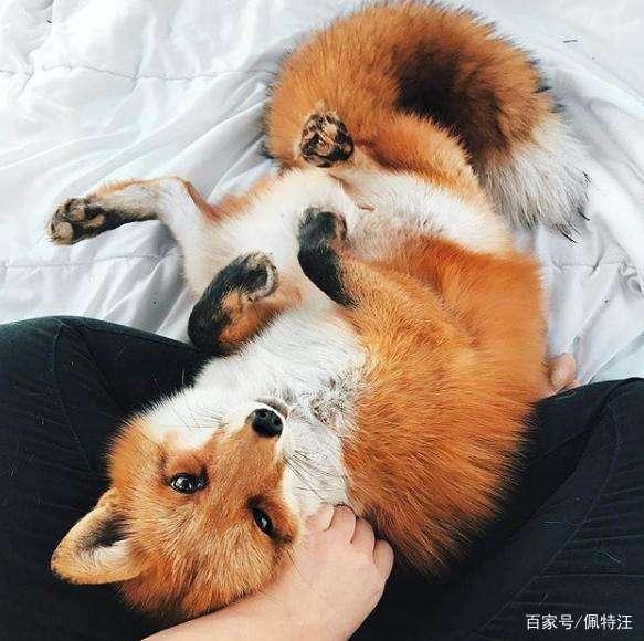 狐狸的繁殖方式是什么_狐狸的繁殖年限为多少年