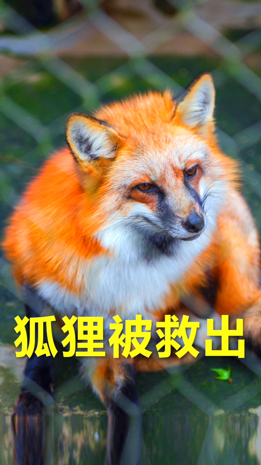 小狐狸剪辑视频_小狐狸剪辑正版免费版