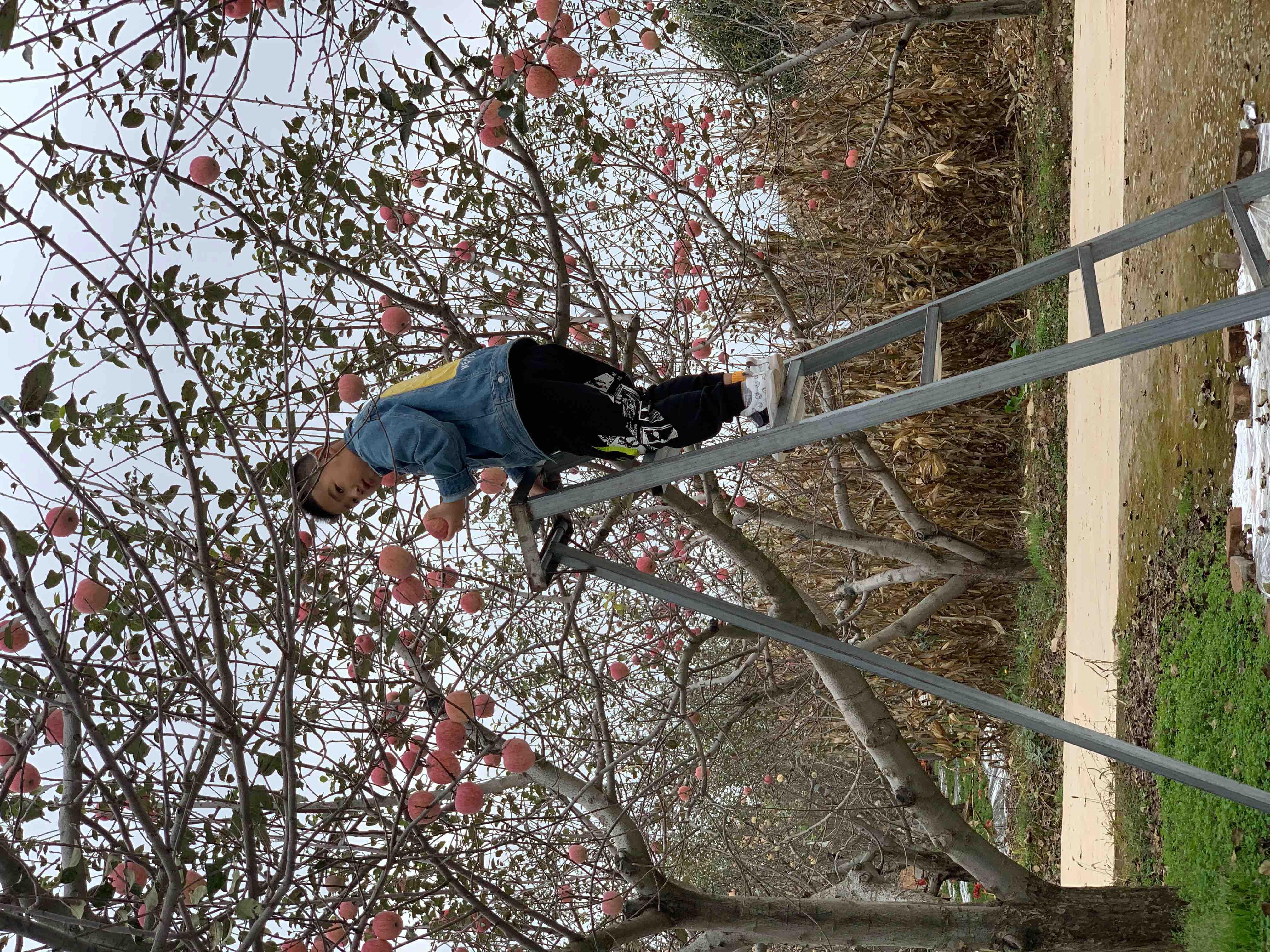 现在苹果有哪些梯子能用的_现在苹果有哪些梯子能用的软件