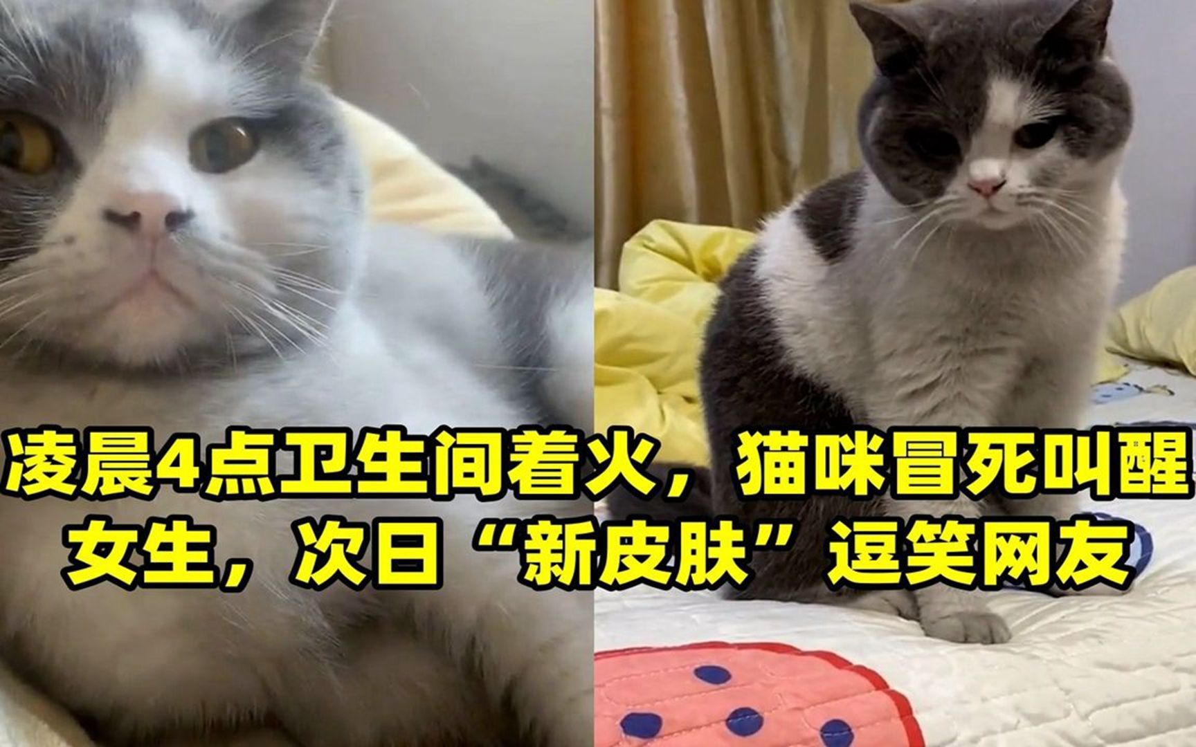 猫咪新皮肤-猫咪皮肤病用什么药比较好