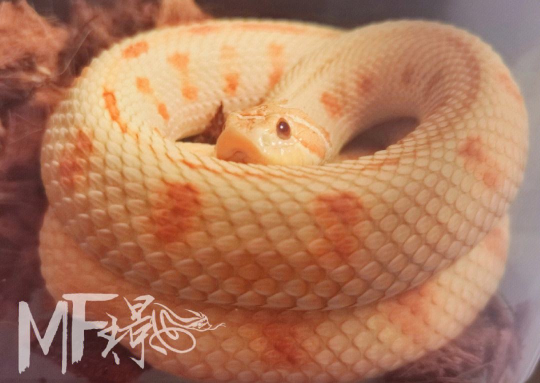 三条蛇仔缠大猪的来历-三条蛇缠在一起预示着什么