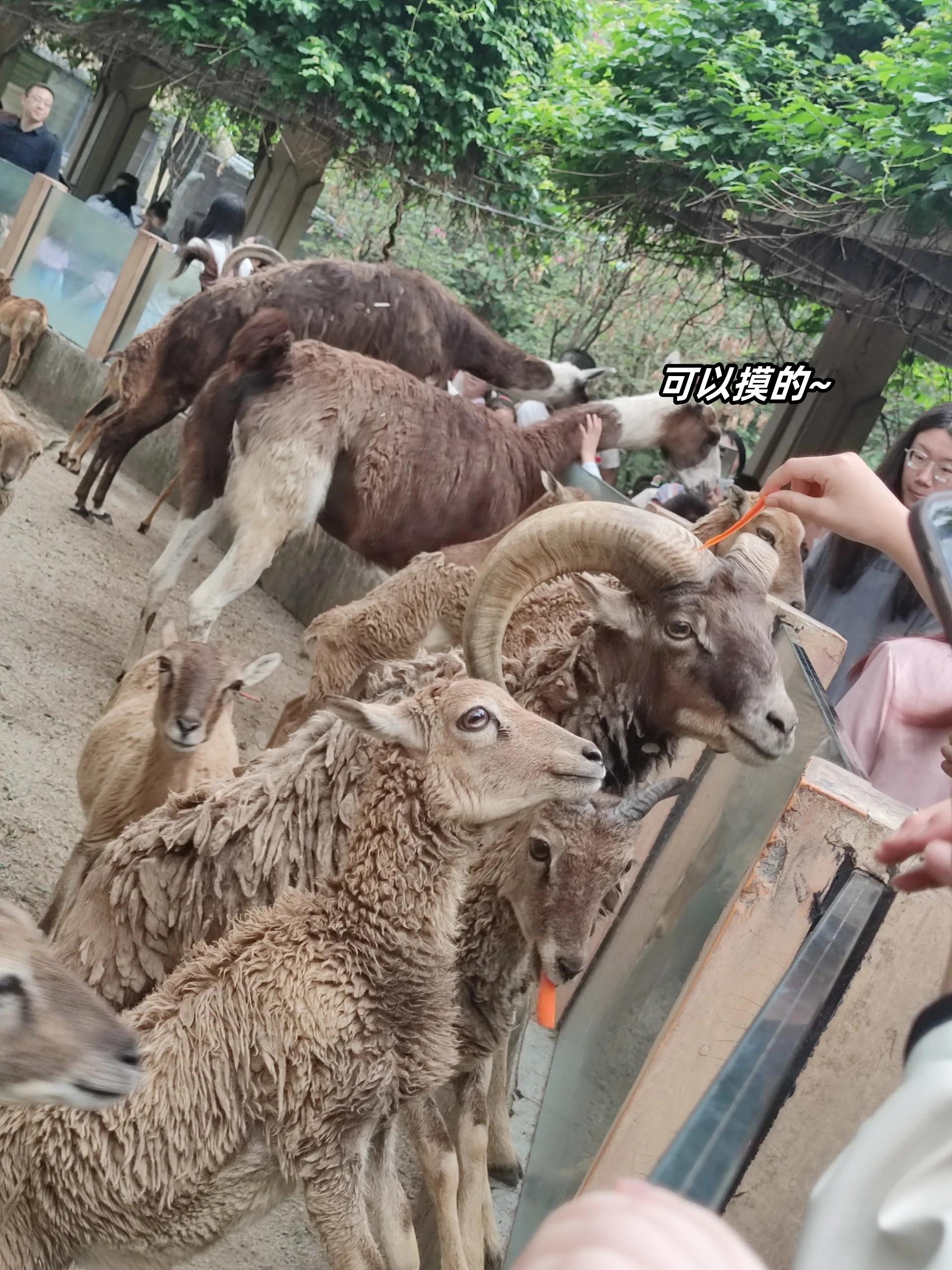 一清二白打一正确动物-一清二白的上一句是什么歇后语