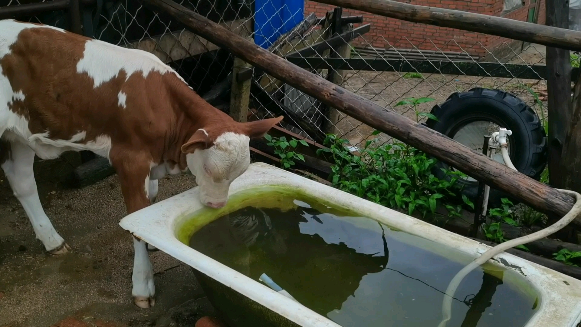 荫雨打一最佳动物-荫荫细雨是什么意思